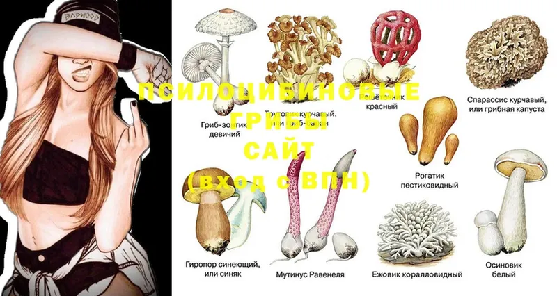 Галлюциногенные грибы Psilocybine cubensis  MEGA зеркало  Западная Двина 